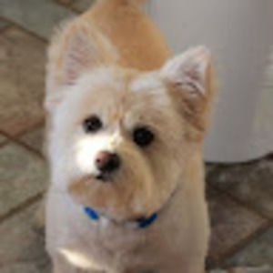 Meet your Posher, Grace